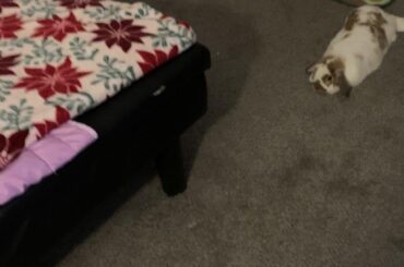 What do you guys use for litter/litter box?