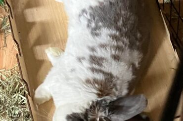 Very dramatic bunno in need of a sturdier play house