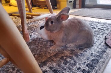 Picture of my rabbits, Omar and Fritter!
