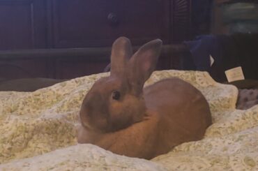 What manner of rabbit doesn't like fresh berries??