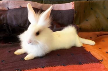 Are all the female lionheads born with an attitude?