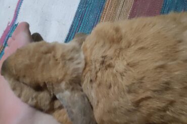 Meet Chocnut, the king