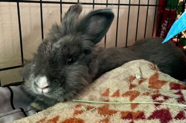 UPDATE! DENIED RABBIT ADOPTION BECAUSE I WILL BE FREE-ROAMING MY RABBIT - HE’S HOME