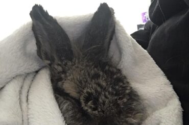 She’s all ears