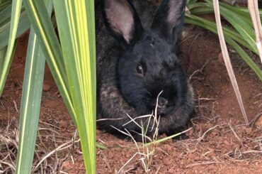 Street bun found