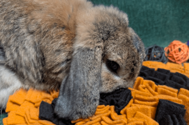 Oschon loves his snuffle mat!