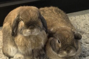 Toys/Games for my buns?