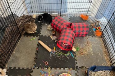 Deep clean the play pen with me!