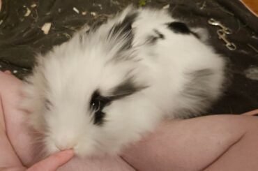 Our newest bunny! She is 90% cloud 10% cockatoo