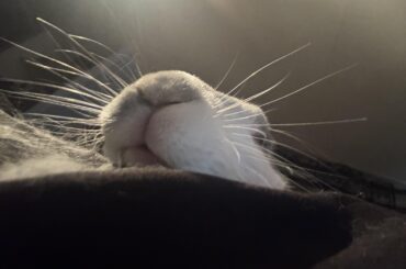 Do bunnies ever grunt from excitement?