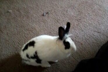 Daddy's girl Oreo Bunny