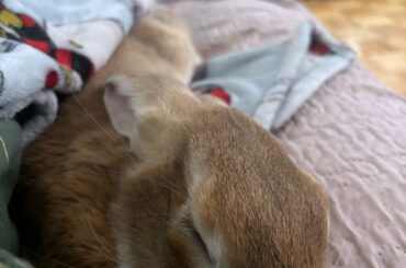 rehoming bunny in dallas, tx area
