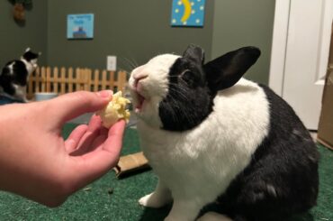 Our little bean, Luna, snacking on her favorite treat!