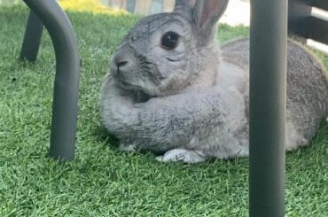What breed is my bunny?