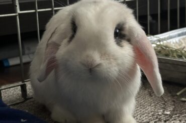 how long did it take for your bunny to let you pet them?