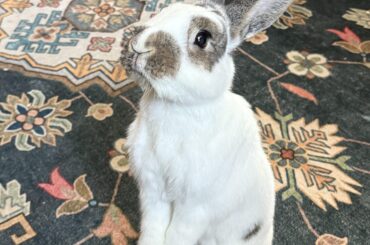 This is Vincent. He was my silly, sweet, perfect elder bun. He passed away yesterday. I love you, Vinny. We’ll meet again in the big meadow in the sky.
