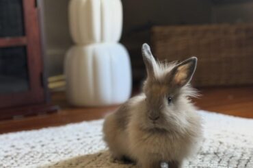 My most handsomest boy have had him almost 2 months and he’s my best bro , best bun ever ❤️