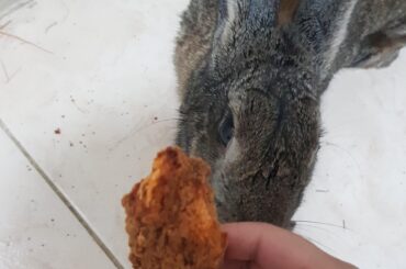 Phoenix stole my chicken. Shame her