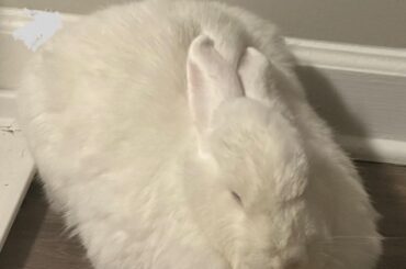 Ears are in loaf mode too 🐇