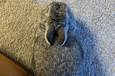 Camo bun