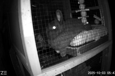 This girl loafing in her hutch
