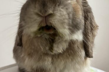 “Sorry hooman. Veggies are too yummy”