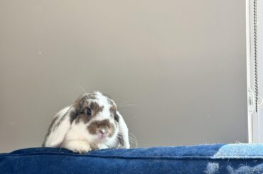 Should I let my bun stay in my bedroom or living room?
