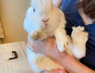 my very large netherland dwarf