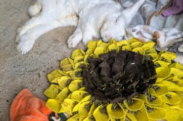 Rabbitors of Reddit