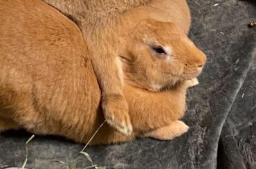 Just normal bun things.
