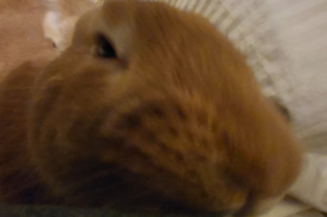 Sniff sniff