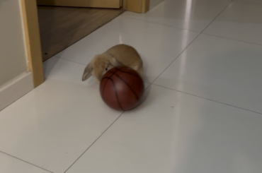 Mocha loves basketball
