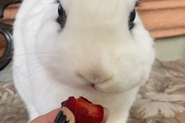 Help me Rehome Avena!