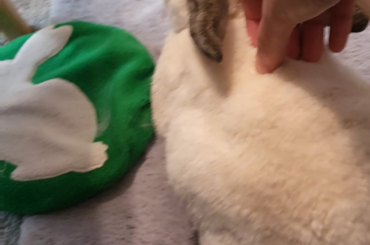 She licks her favourite pad, her favourite mat, but never her favourite hoom 💔