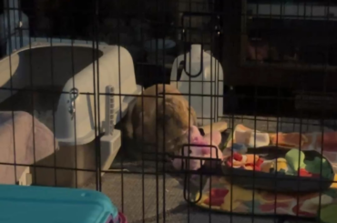 how long should i keep my two bunnies as neighbors before bonding?