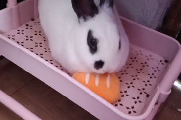 Just let me nap, hooman