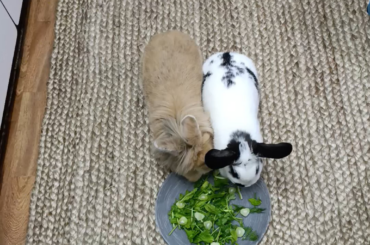 Extremely spoiled buns enjoying a fancy salad