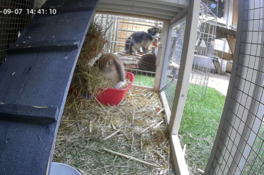 Anybody else have a pellet dispenser with a camera to keep an eye on the bun buns while away? Cant help but open it a few times throughout the day 😄