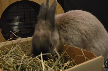 got a new hay for our picky boy (oreo) but I gave some to cloudy (my boy) and I think hes obsessed!!