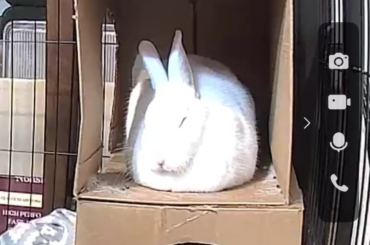 Is she comfy and just falling asleep?