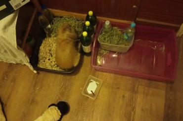 Is this a better setup? How often should I change the hay?