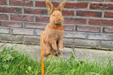 Floppie went on a walk