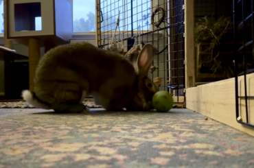 Treat ball is a hit!