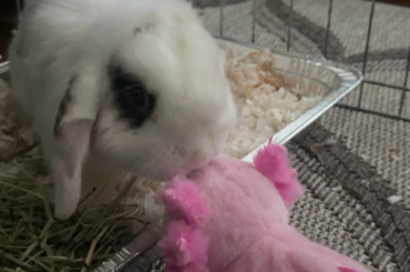 introducing the stuffie