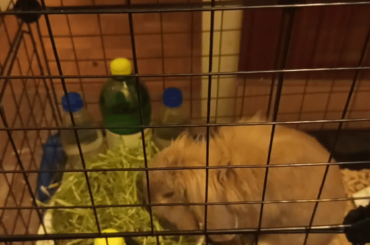 Do you think my bunny is comfortable eating hay like this?