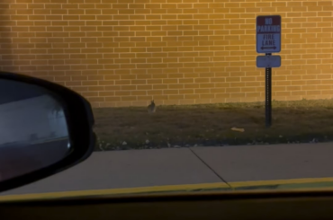Weirdly friendly rabbit outside of a mall right after close ? Domestic or wild ?