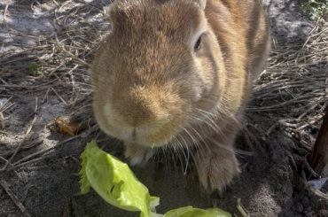 Crunch
