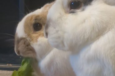 My two rabbits (sisters) enjoying their dinner