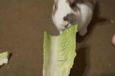 Bella having a snack before bed