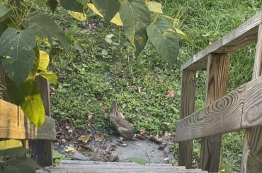 Little bunny I saw in my backyard 💚